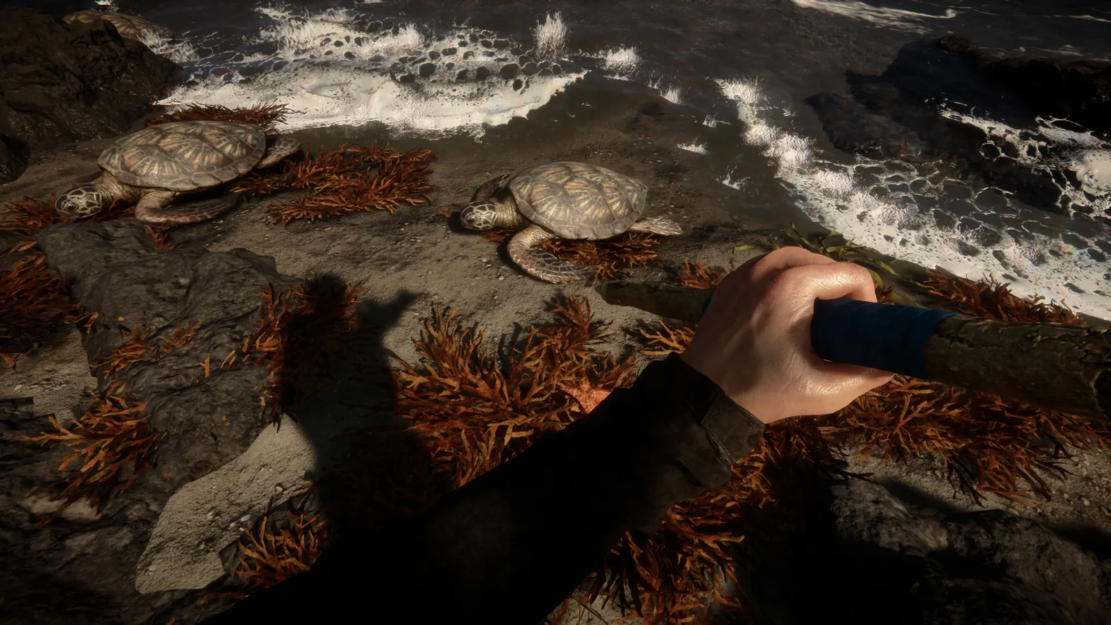Ich-Sicht an einer felsigen Küste, zwei Schildkröten liegen zwischen Seetang am Strand